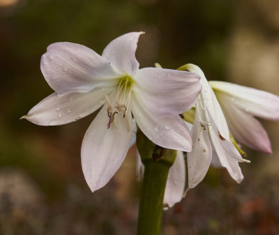 Flower in Garden