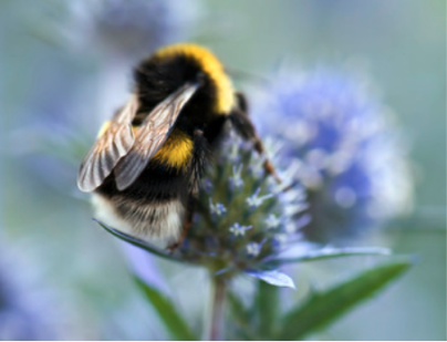White Tailed Bumblebee