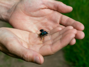 Person holding insect
