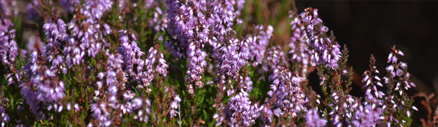 Fulachta Fiadh — Garranes (kinalmeaky By.)