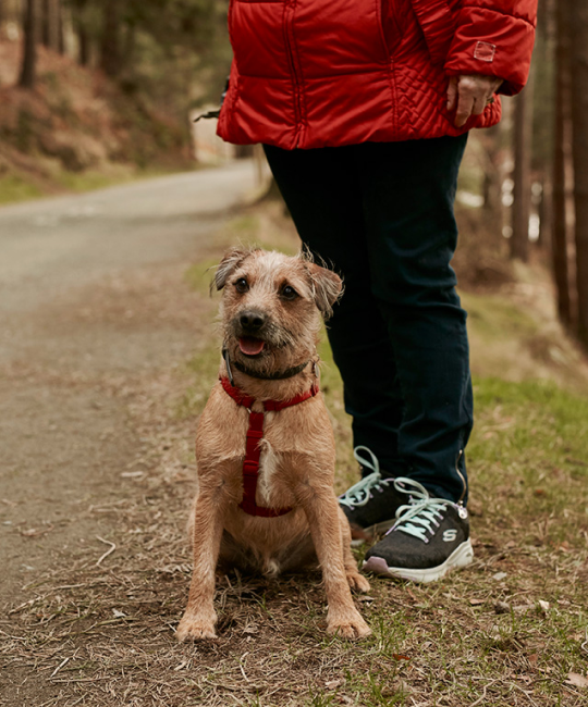 Dog with Harness