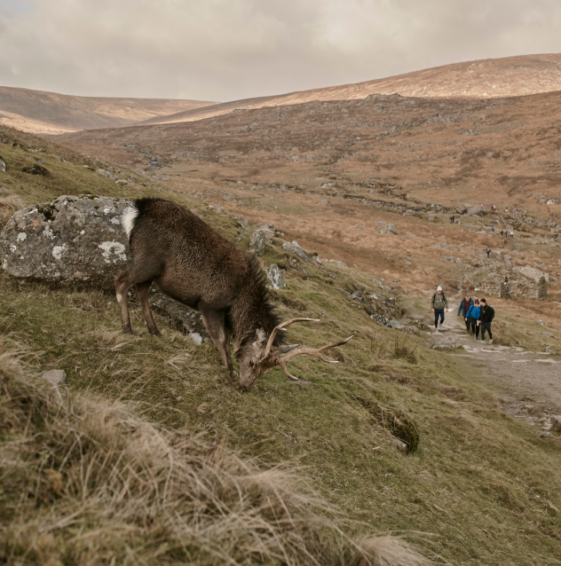 Deer Grazing on Hillside