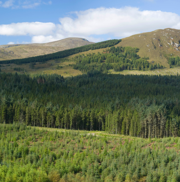 Nephin Forest