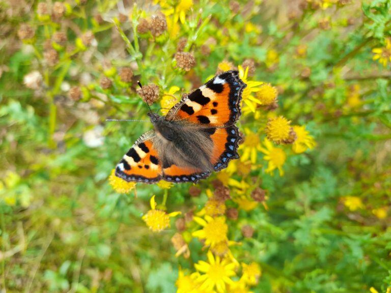 Butterfly
