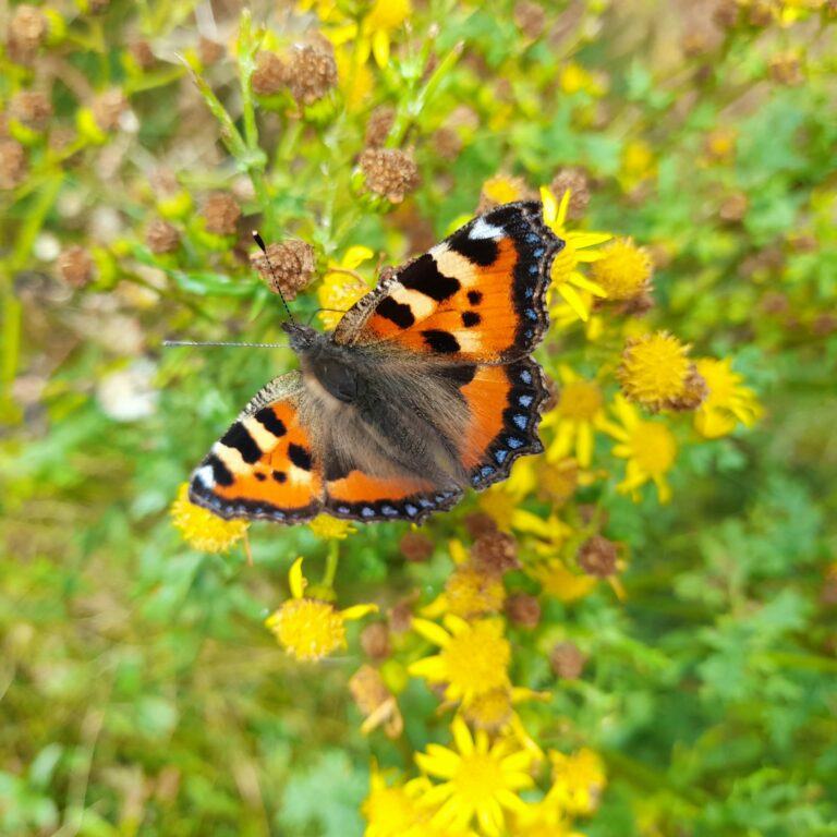 Butterfly