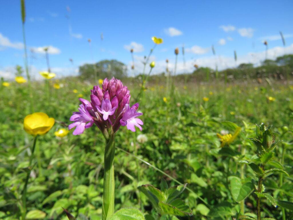Burren Flower
