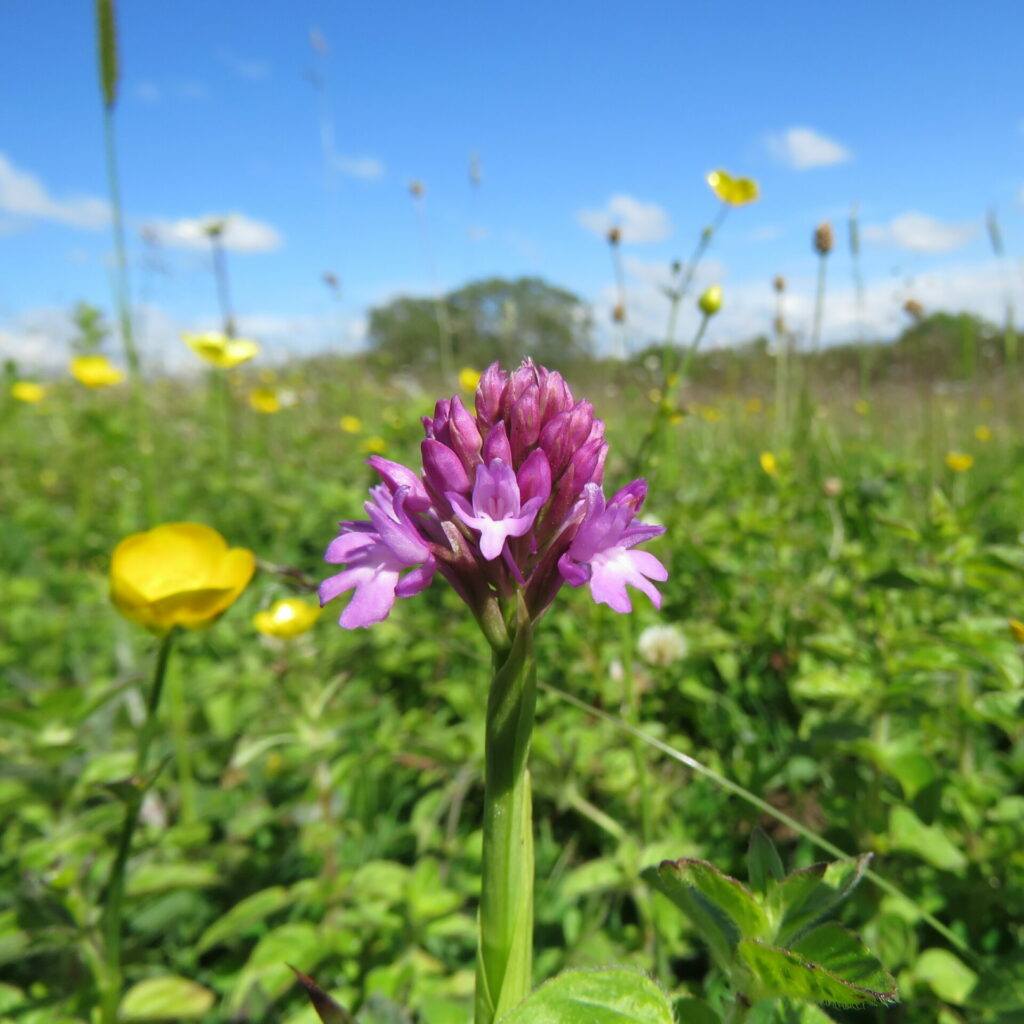 Burren Flower