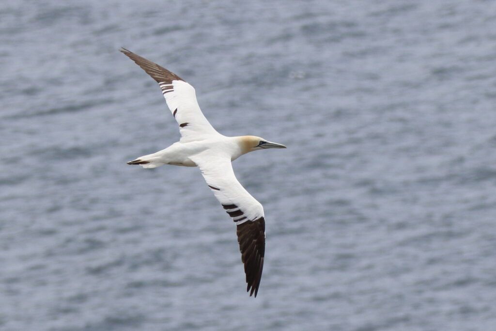 Gannet in Flight