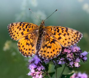 Image (10) Small pearl-bordered fritillary butterfly