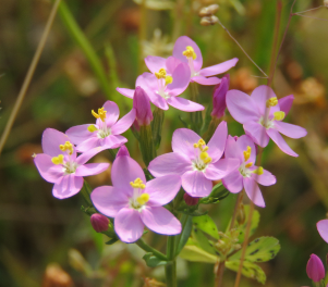 Image (9) Common Centaury