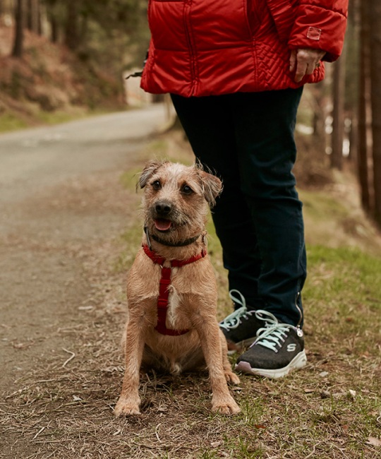 Dog on Lead