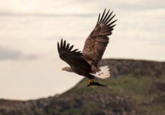 White tailed Eagle