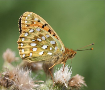 Rectangle 5 (1) Féileacán ag luí ar bhláth