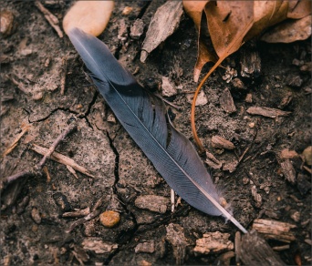 Rectangle 5 (2) Cleite ar thalamh na foraoise