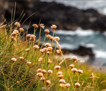 Rectangle 5 (4) Flóra cois farraige