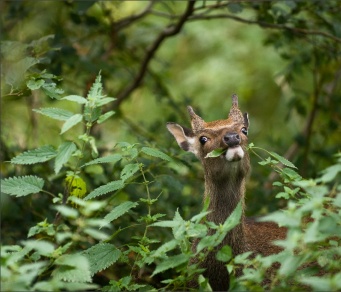 Fia sa Choillearnach