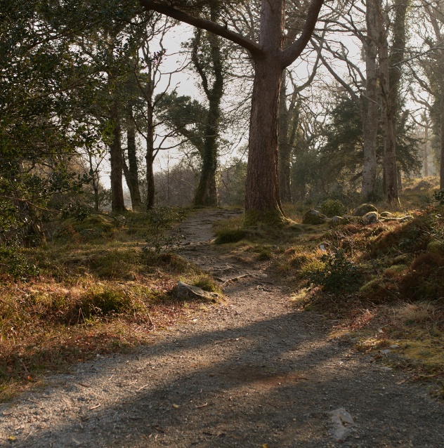 Mossy Woods