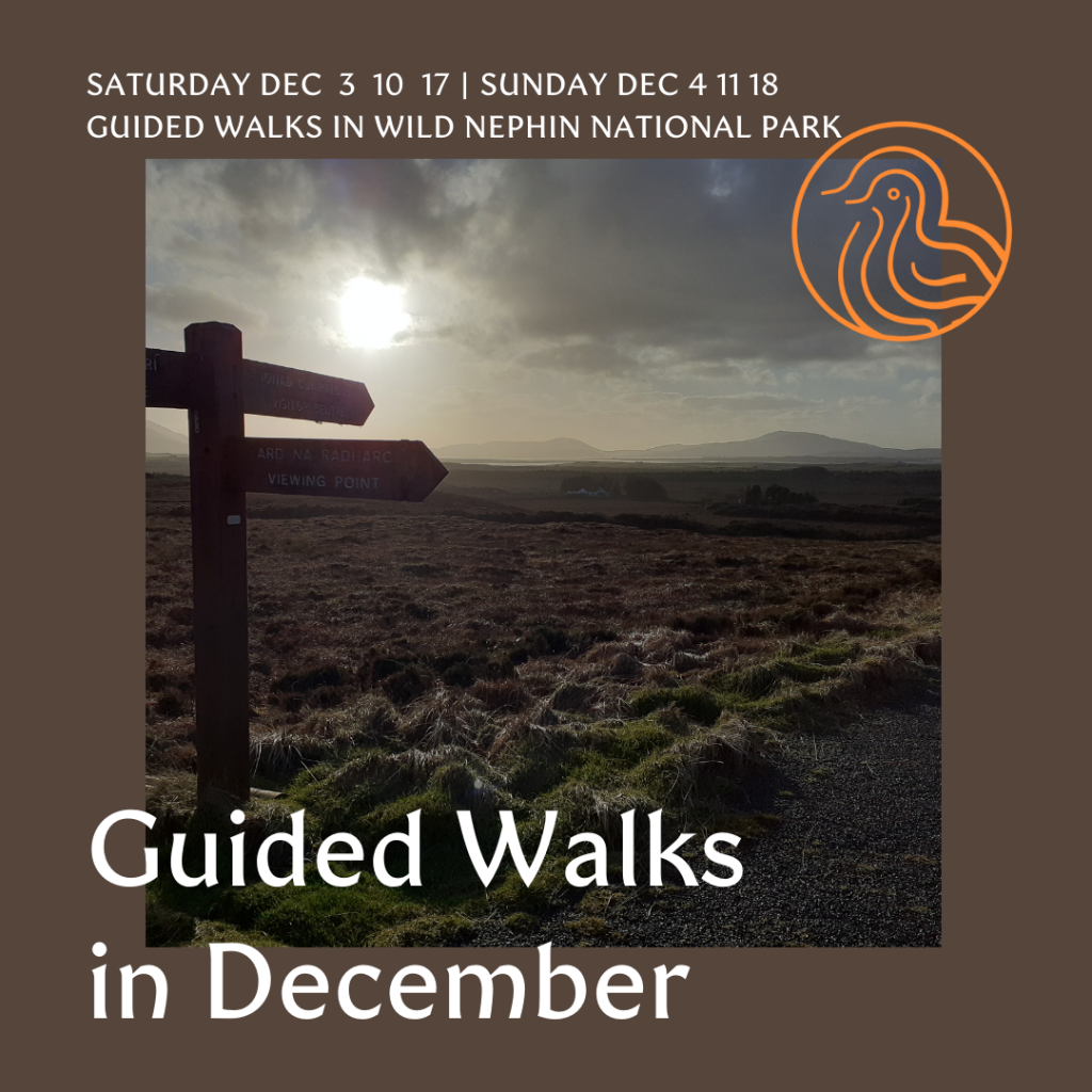December Guided Walks