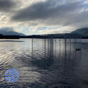 Duck Trap in Water