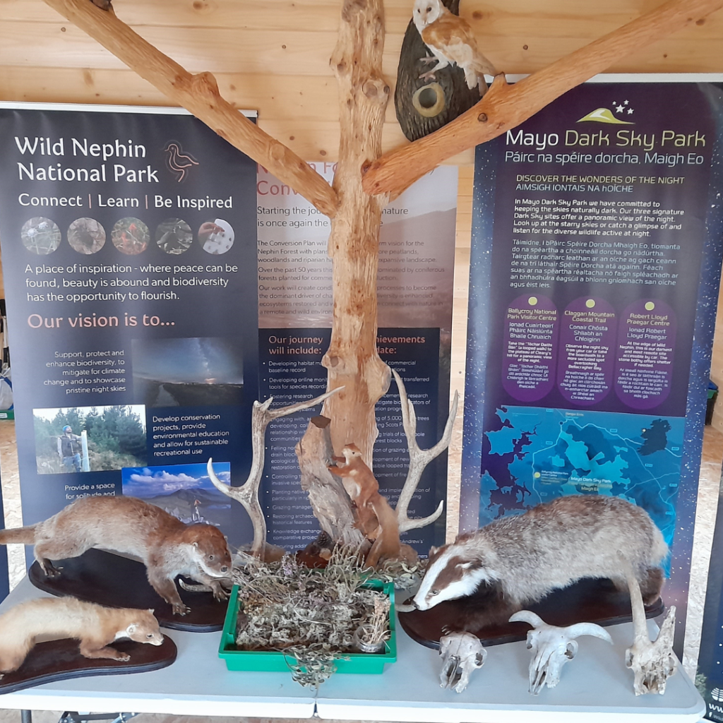 Taxidermy display from Wild Nephin National Park