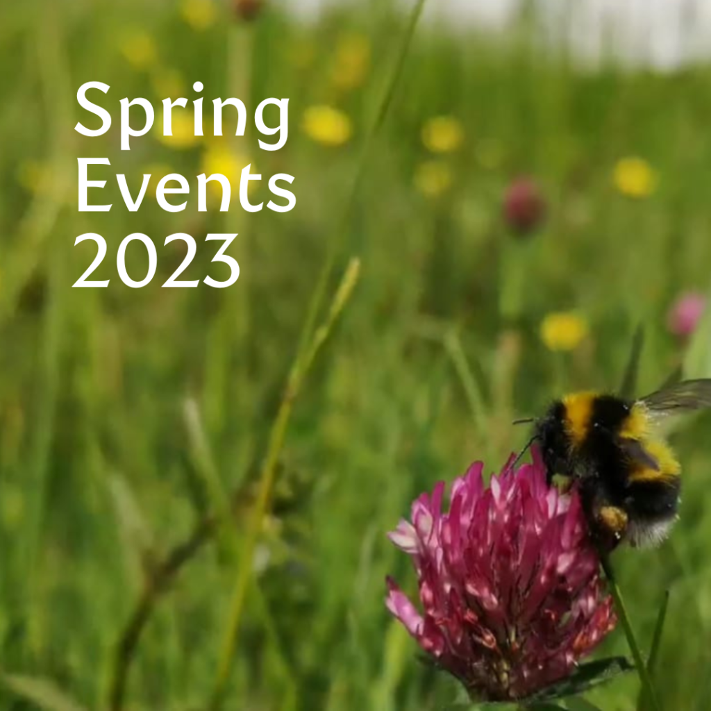 bee on red clover for spring events notice