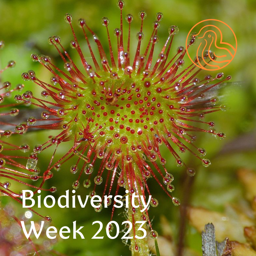 Sundew with park illustration for biodiversity week 2023