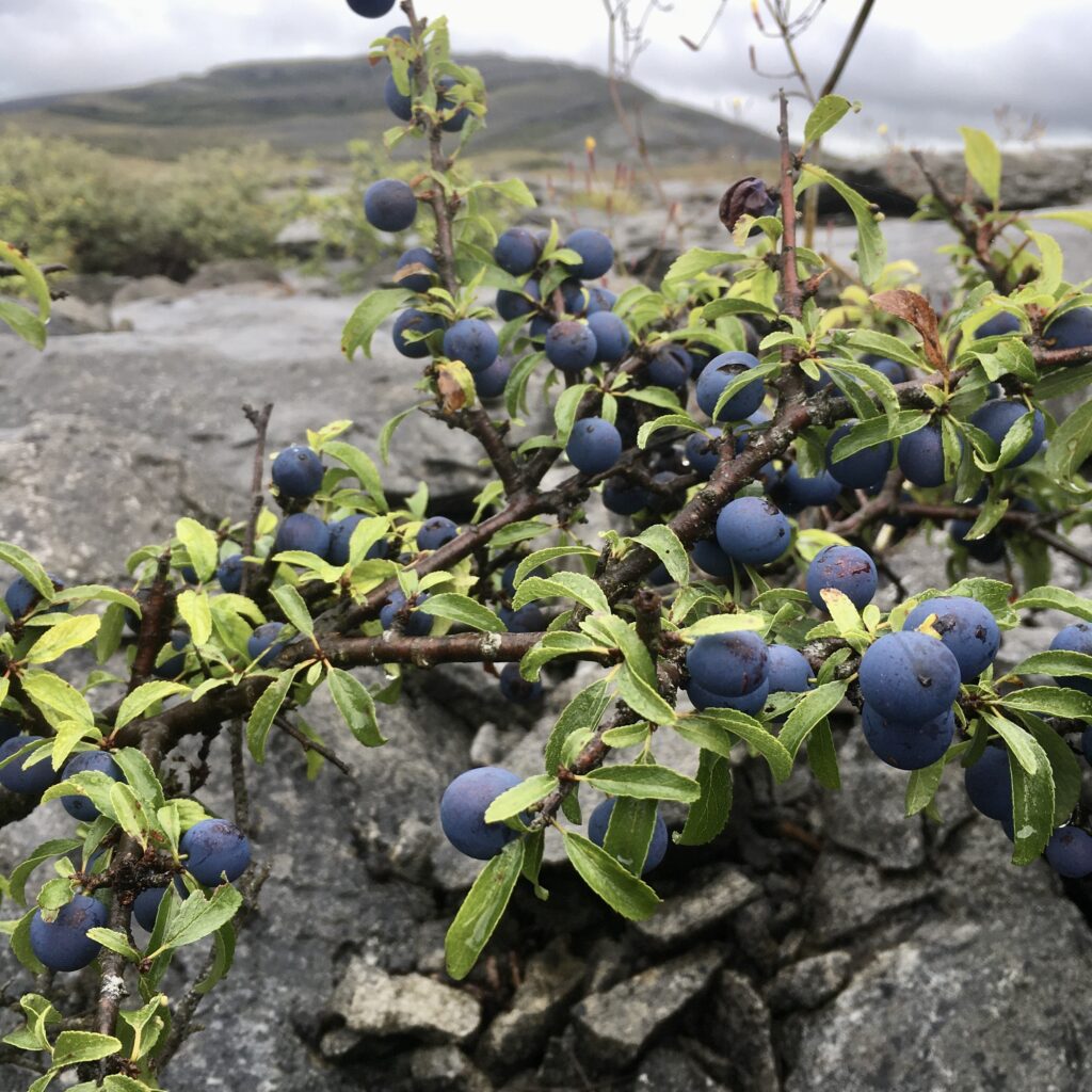 Sloes at Mullach Mór