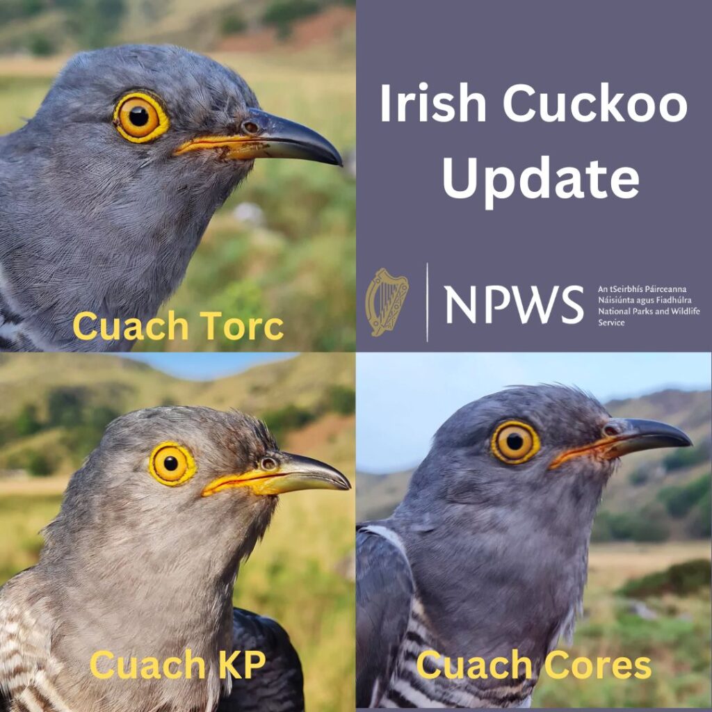 Various Cuckoos - Irish Cuckoo Update
