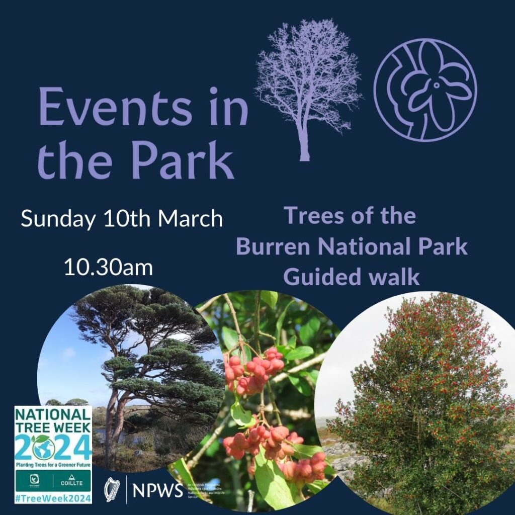 Events in the Park Trees of the Burren National Park Guided Walk