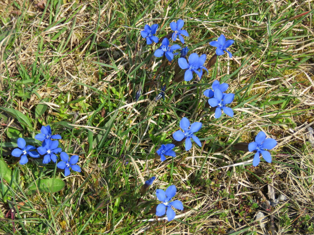 Bluebells growing