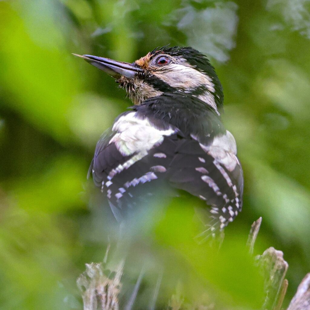 Great Spotted Woodpecker