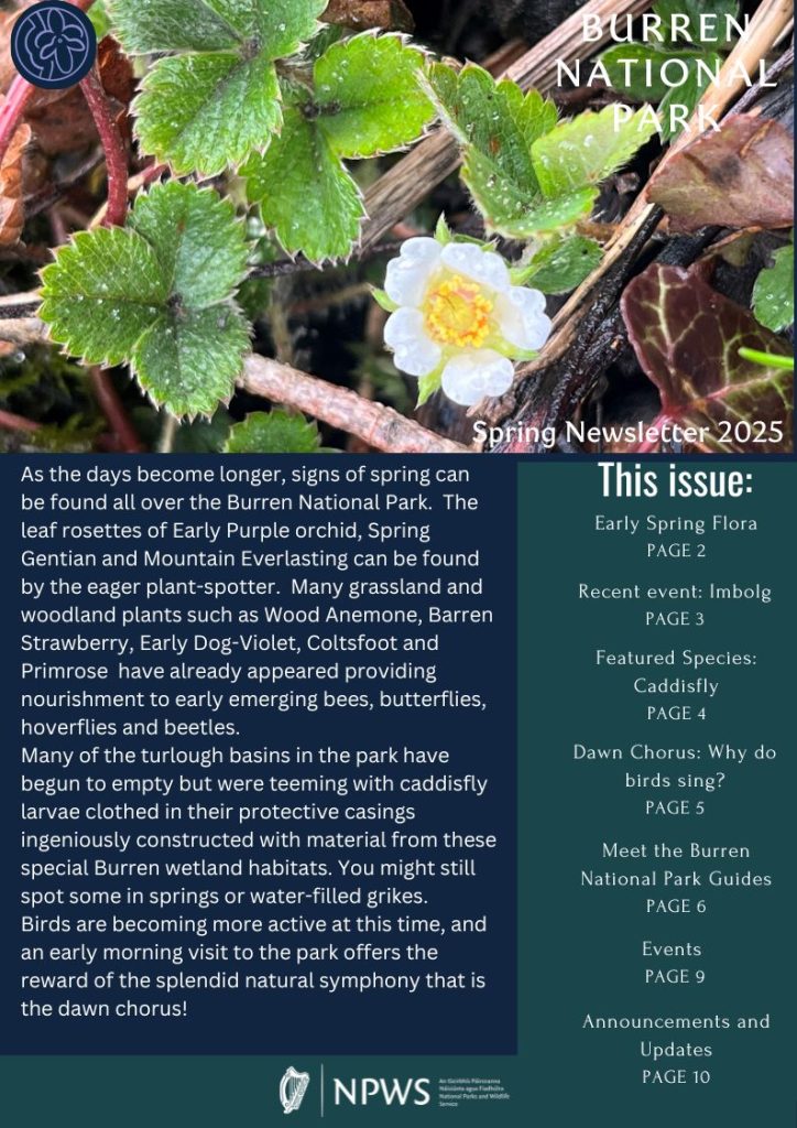 Burren National Park Spring 2025 Newsletter