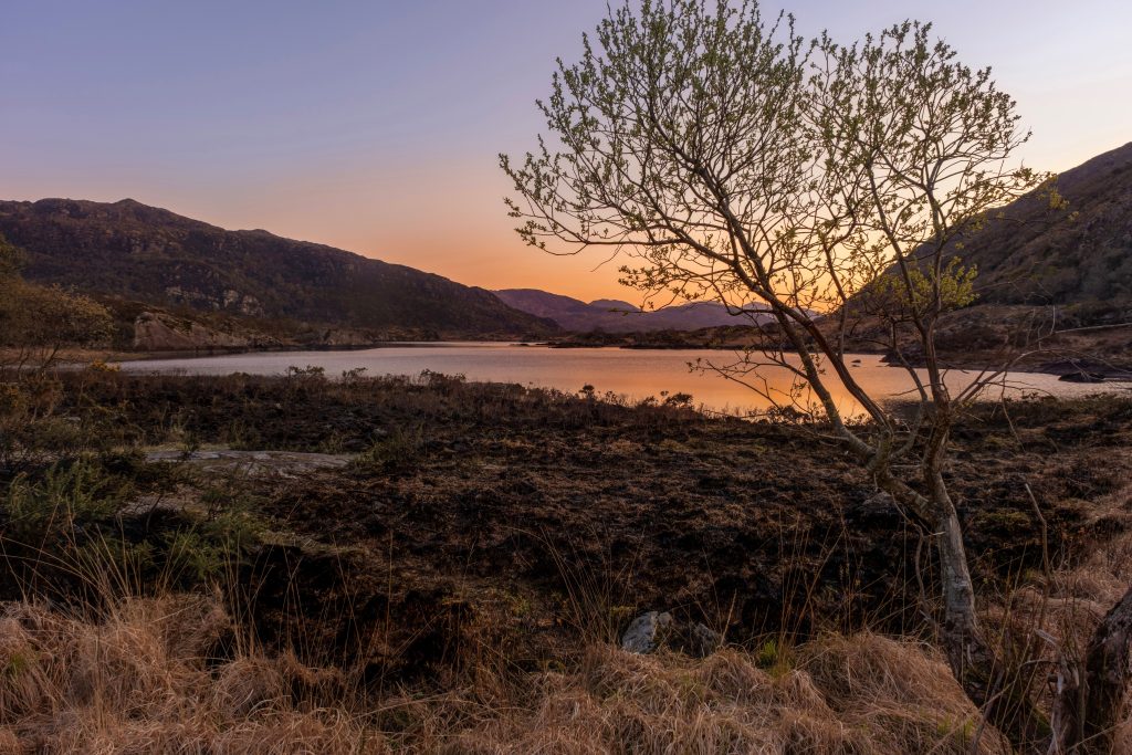 Fire Damage - Killarney National Park