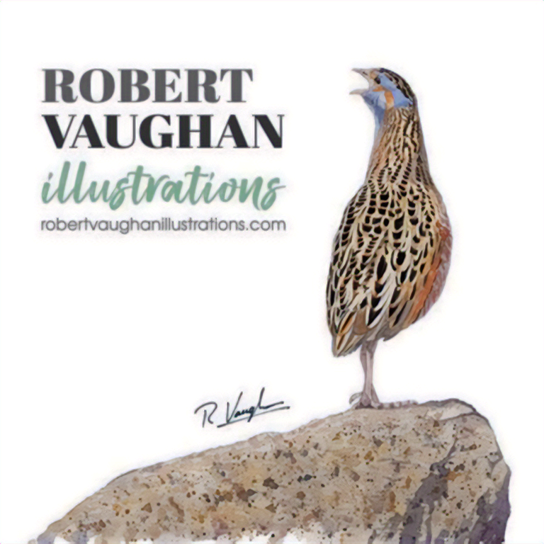 Illustration of Corncrake by Robert Vaughan