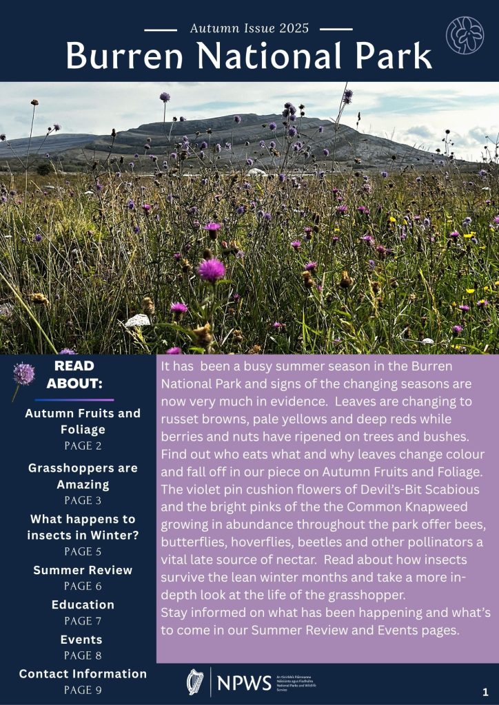 Autumn Newsletter front page