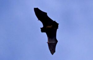 Bat Flying Close Up
