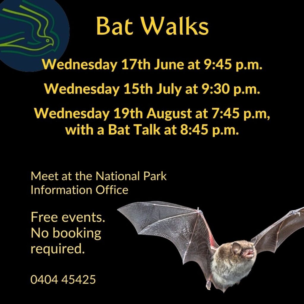 Bat Walks 2026