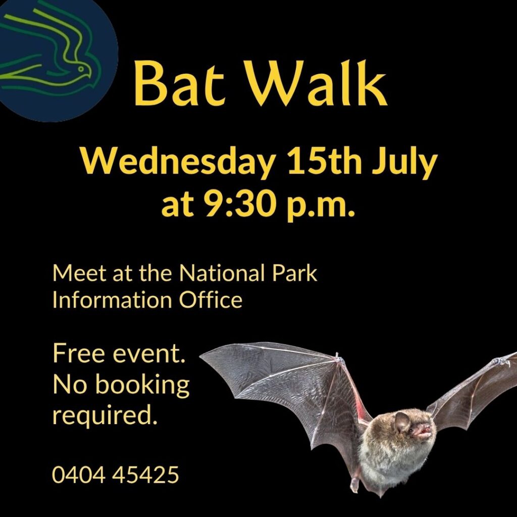 Bat Walk 15th July