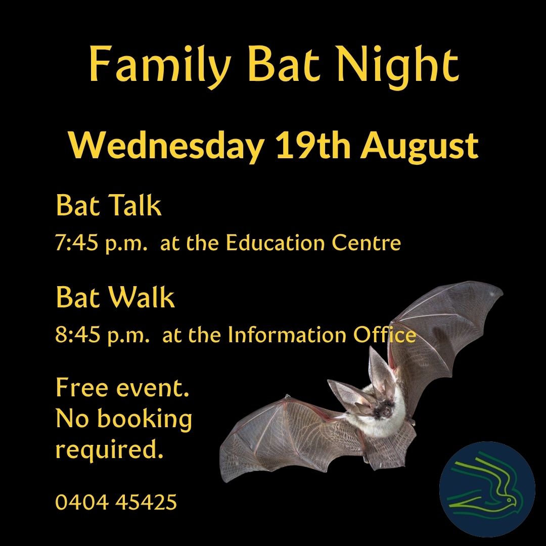 Family Bat Night 19th August