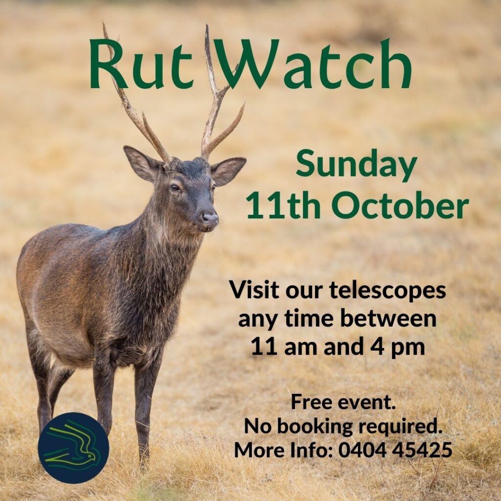 Rut Watch